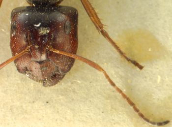 Media type: image;   Entomology 21510 Aspect: head frontal view